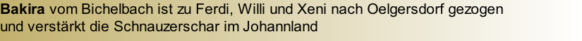 Bakira vom Bichelbach ist zu Ferdi, Willi und Xeni nach Oelgersdorf gezogen  und verstärkt die Schnauzerschar im Johannland