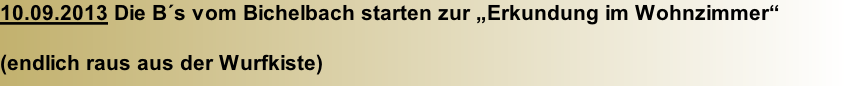 10.09.2013 Die B´s vom Bichelbach starten zur „Erkundung im Wohnzimmer“  (endlich raus aus der Wurfkiste)