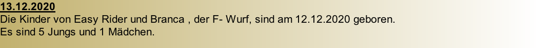 13.12.2020 Die Kinder von Easy Rider und Branca , der F- Wurf, sind am 12.12.2020 geboren. Es sind 5 Jungs und 1 Mädchen.