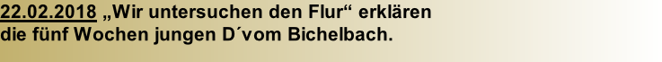 22.02.2018 „Wir untersuchen den Flur“ erklären  die fünf Wochen jungen D´vom Bichelbach.