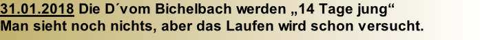 31.01.2018 Die D´vom Bichelbach werden „14 Tage jung“ Man sieht noch nichts, aber das Laufen wird schon versucht.