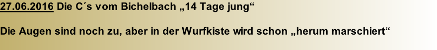 27.06.2016 Die C´s vom Bichelbach „14 Tage jung“  Die Augen sind noch zu, aber in der Wurfkiste wird schon „herum marschiert“