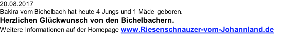 20.08.2017 Bakira vom Bichelbach hat heute 4 Jungs und 1 Mädel geboren. Herzlichen Glückwunsch von den Bichelbachern. Weitere Informationen auf der Homepage www.Riesenschnauzer-vom-Johannland.de