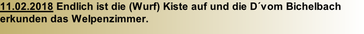 11.02.2018 Endlich ist die (Wurf) Kiste auf und die D´vom Bichelbach  erkunden das Welpenzimmer.