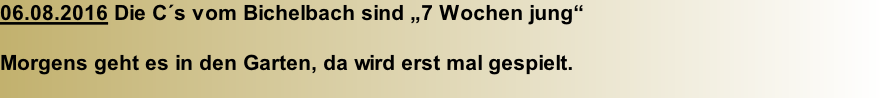 06.08.2016 Die C´s vom Bichelbach sind „7 Wochen jung“  Morgens geht es in den Garten, da wird erst mal gespielt.